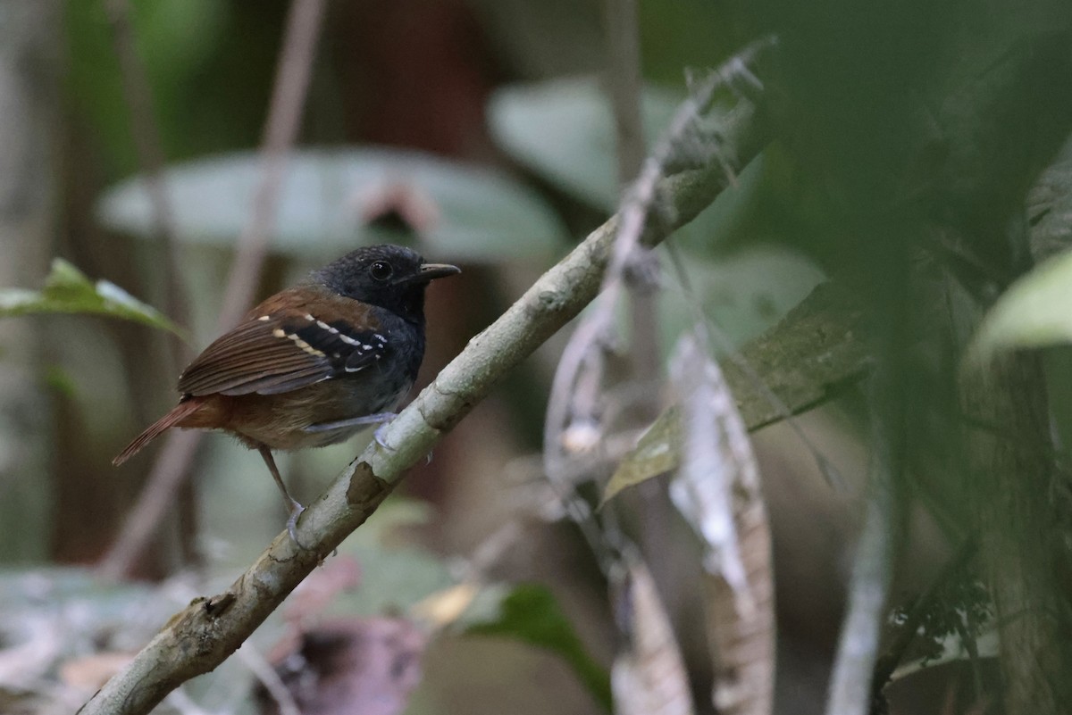 Chestnut-tailed Antbird (hemimelaena) - ML642119646