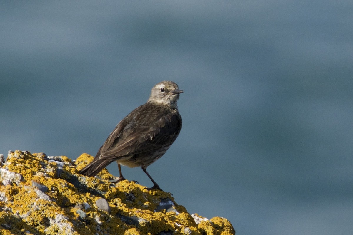 Rock Pipit - ML642119654