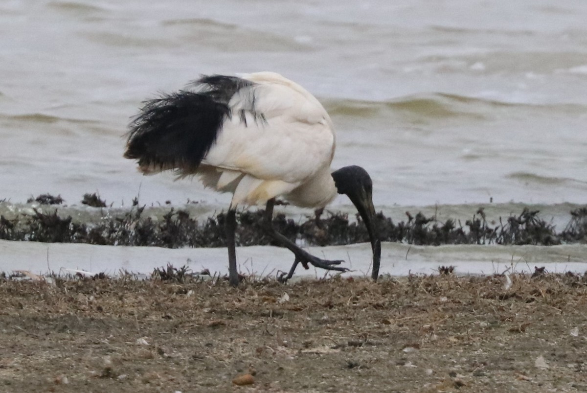 African Sacred Ibis - ML642119655