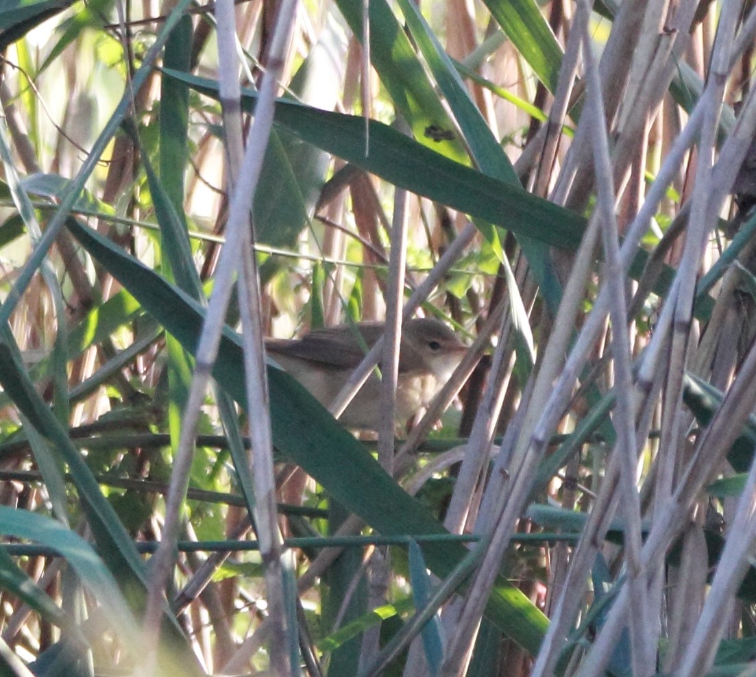 Common Reed Warbler - ML642119656