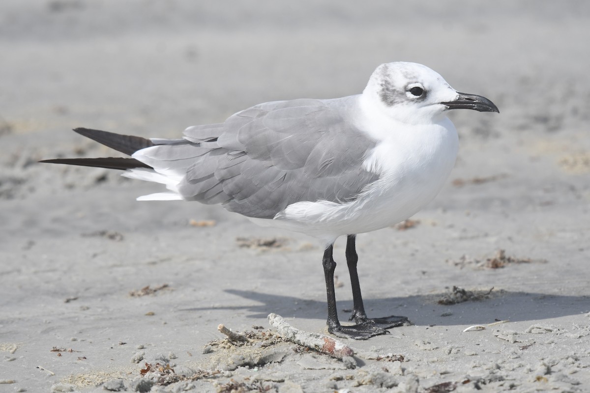 Laughing Gull - ML642119657