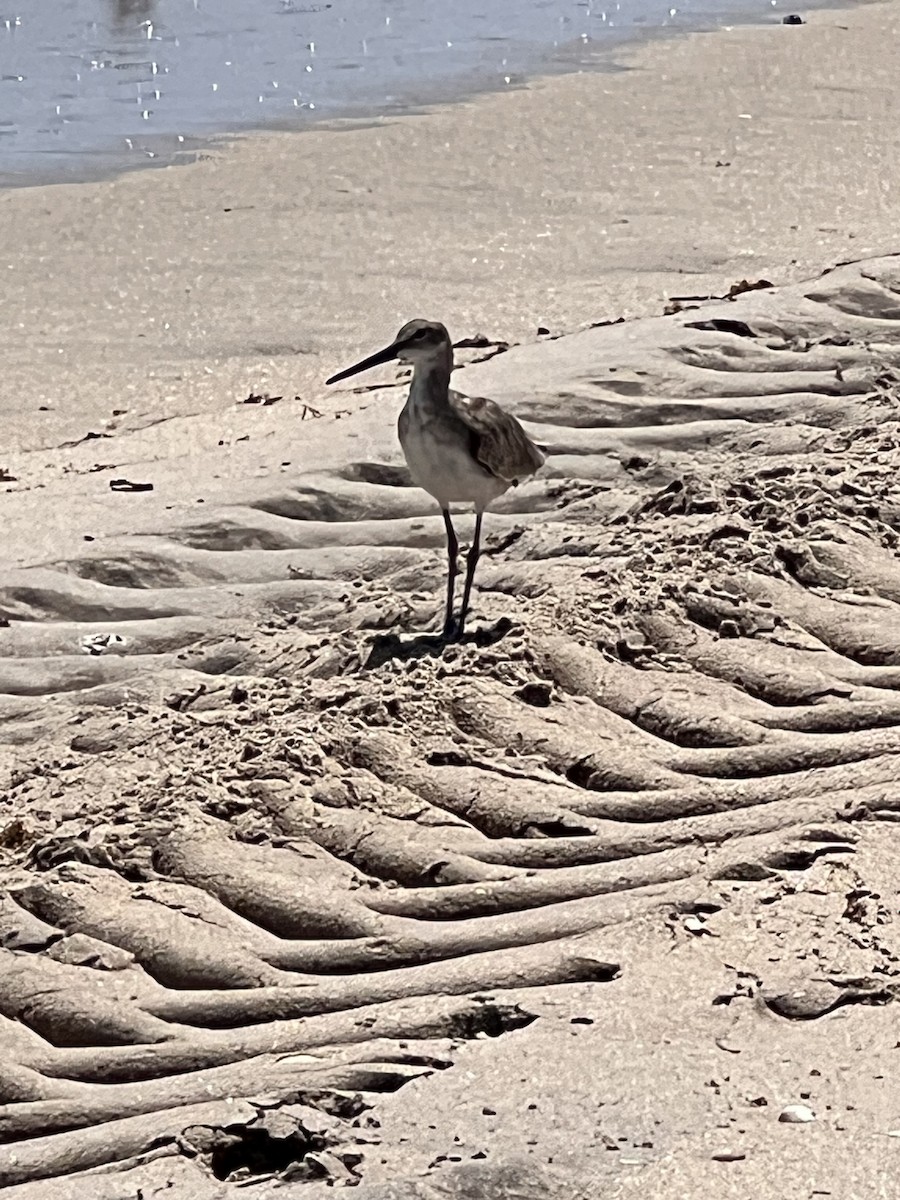 Willet - ML642119659