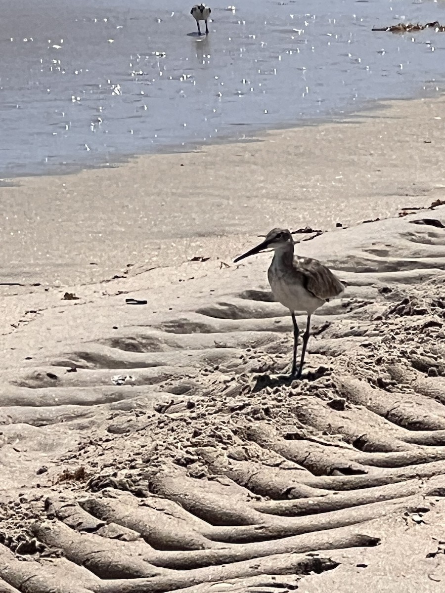 Willet - ML642119660