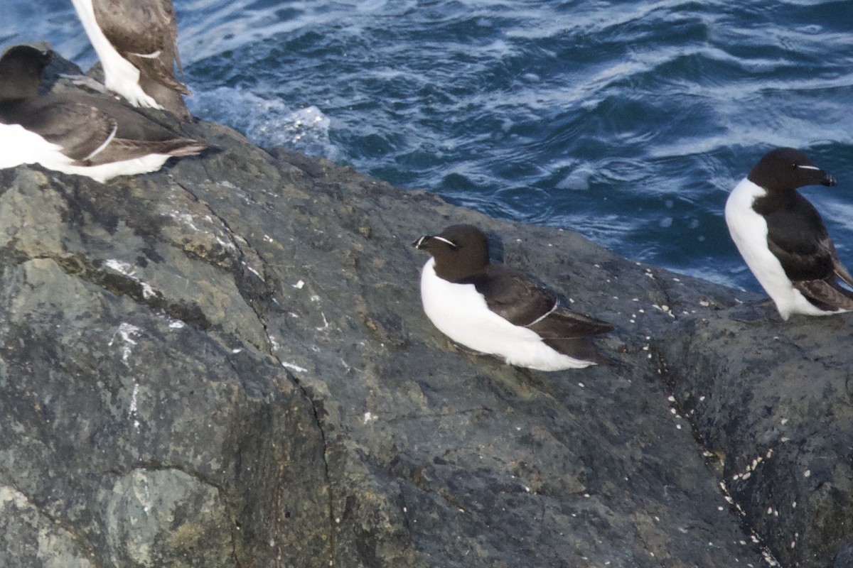 Razorbill - ML642119661