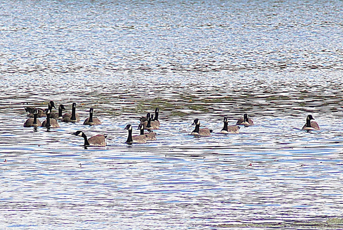 Canada Goose - ML642119665