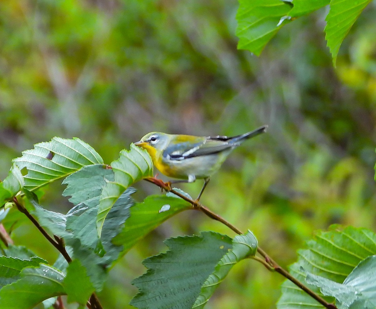 Northern Parula - ML642119666