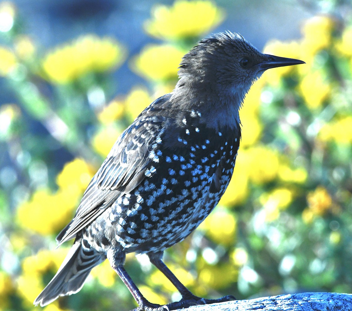 European Starling - ML642119668