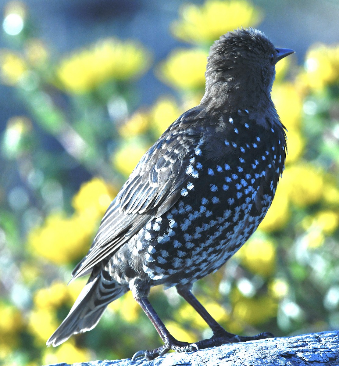 European Starling - ML642119669