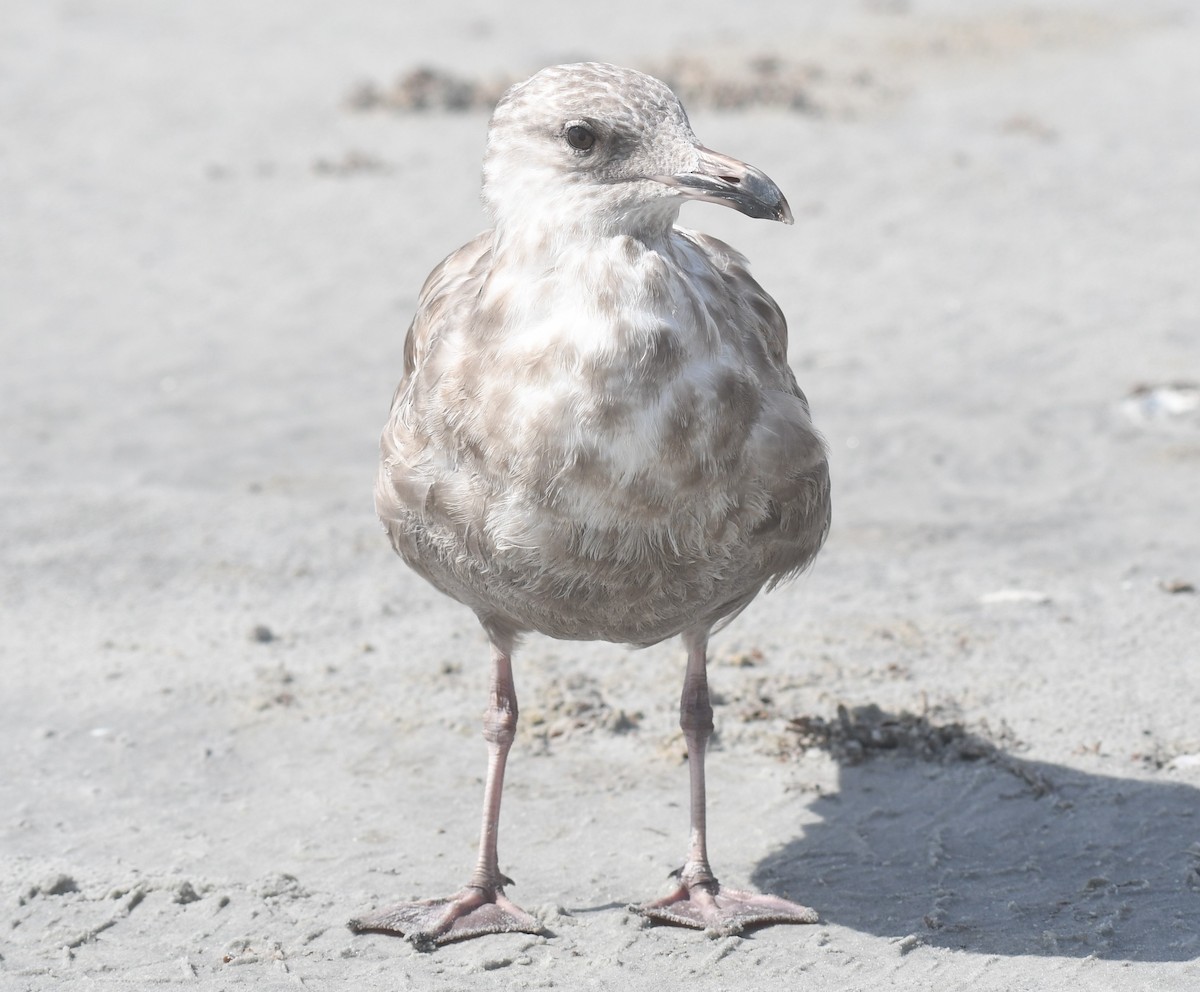 American Herring Gull - ML642119674