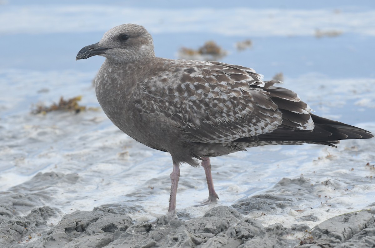 American Herring Gull - ML642119675