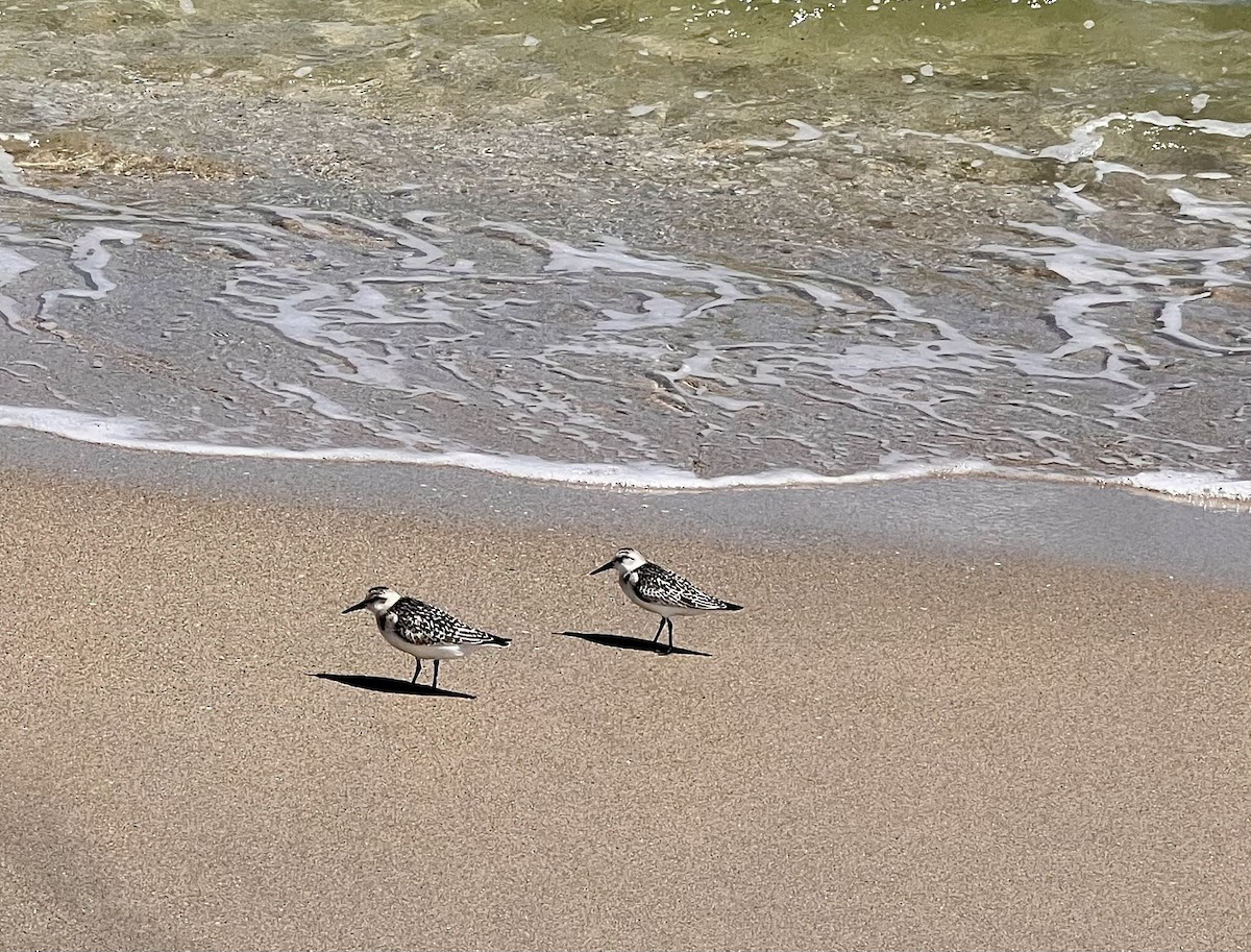 Sanderling - ML642119676