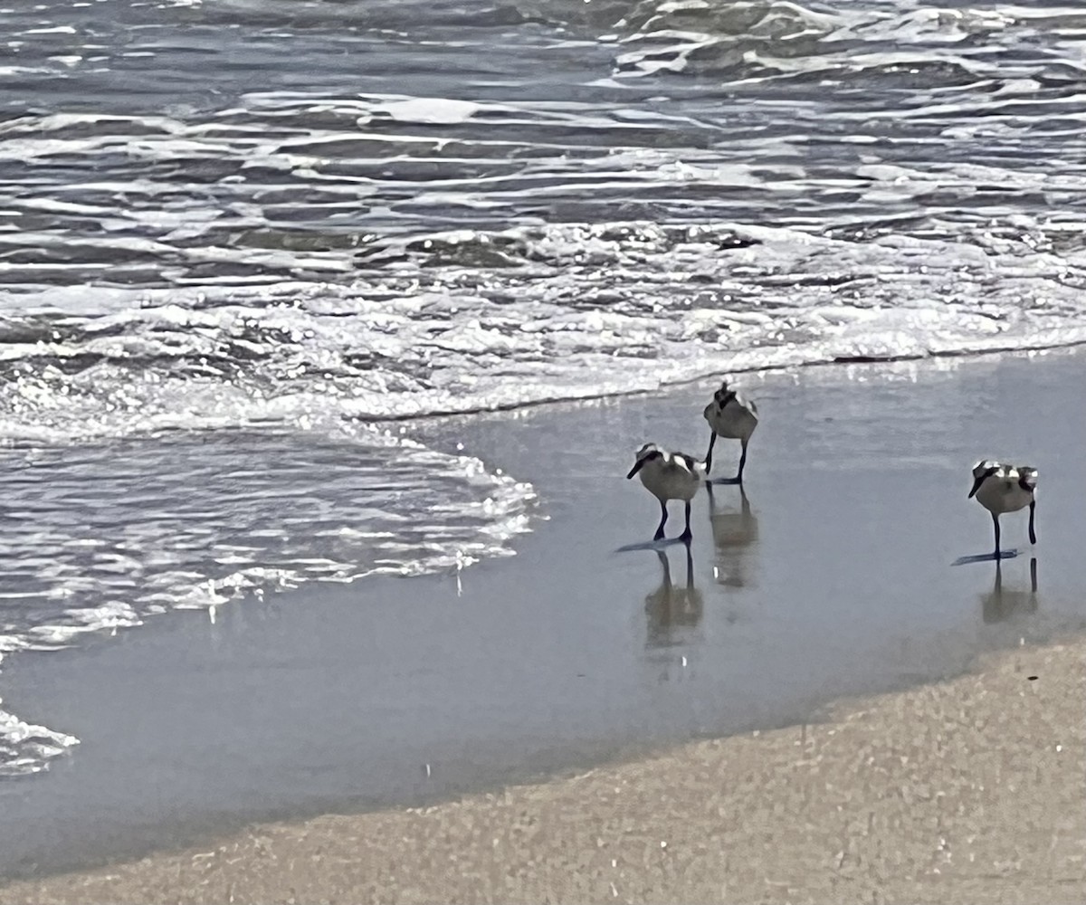 Sanderling - ML642119677