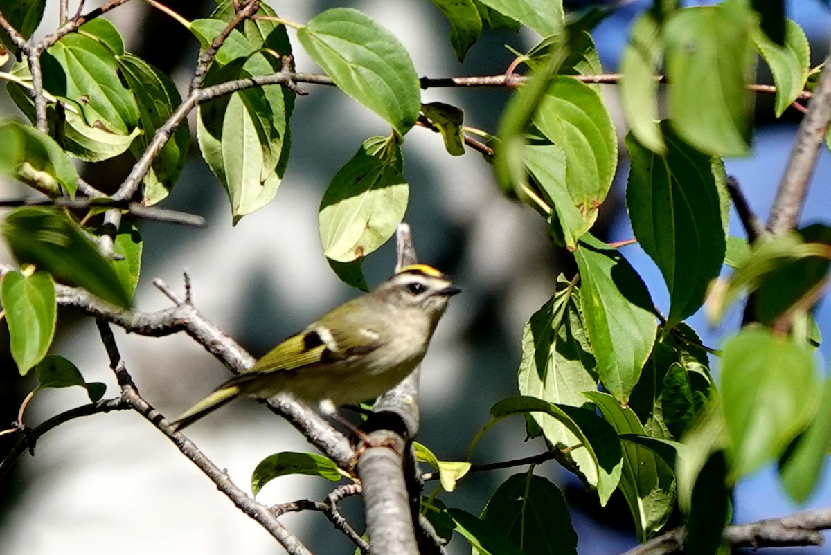 Golden-crowned Kinglet - ML642119678