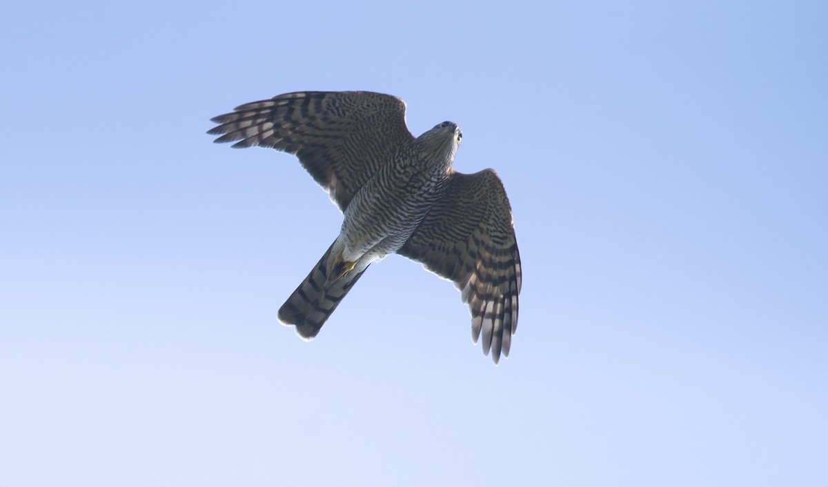 Eurasian Sparrowhawk - ML642119679