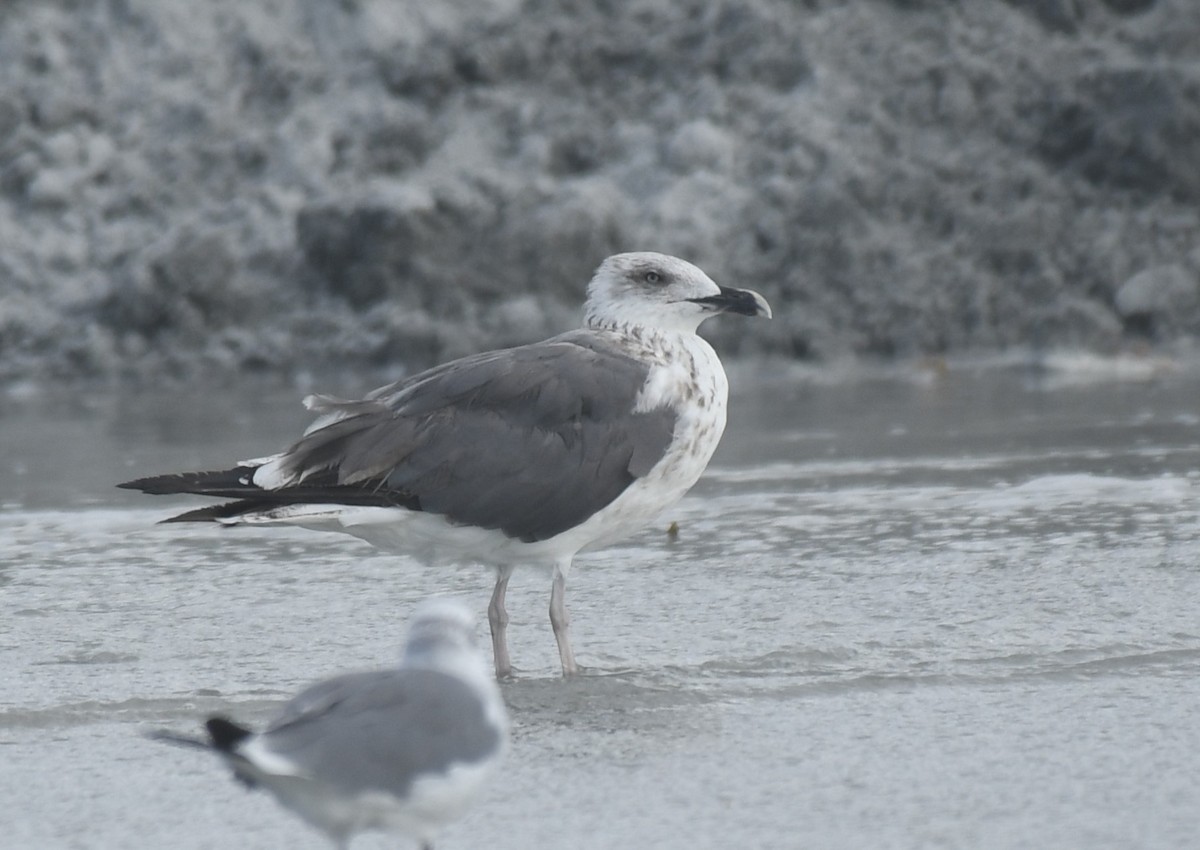 Lesser Black-backed Gull - ML642119680
