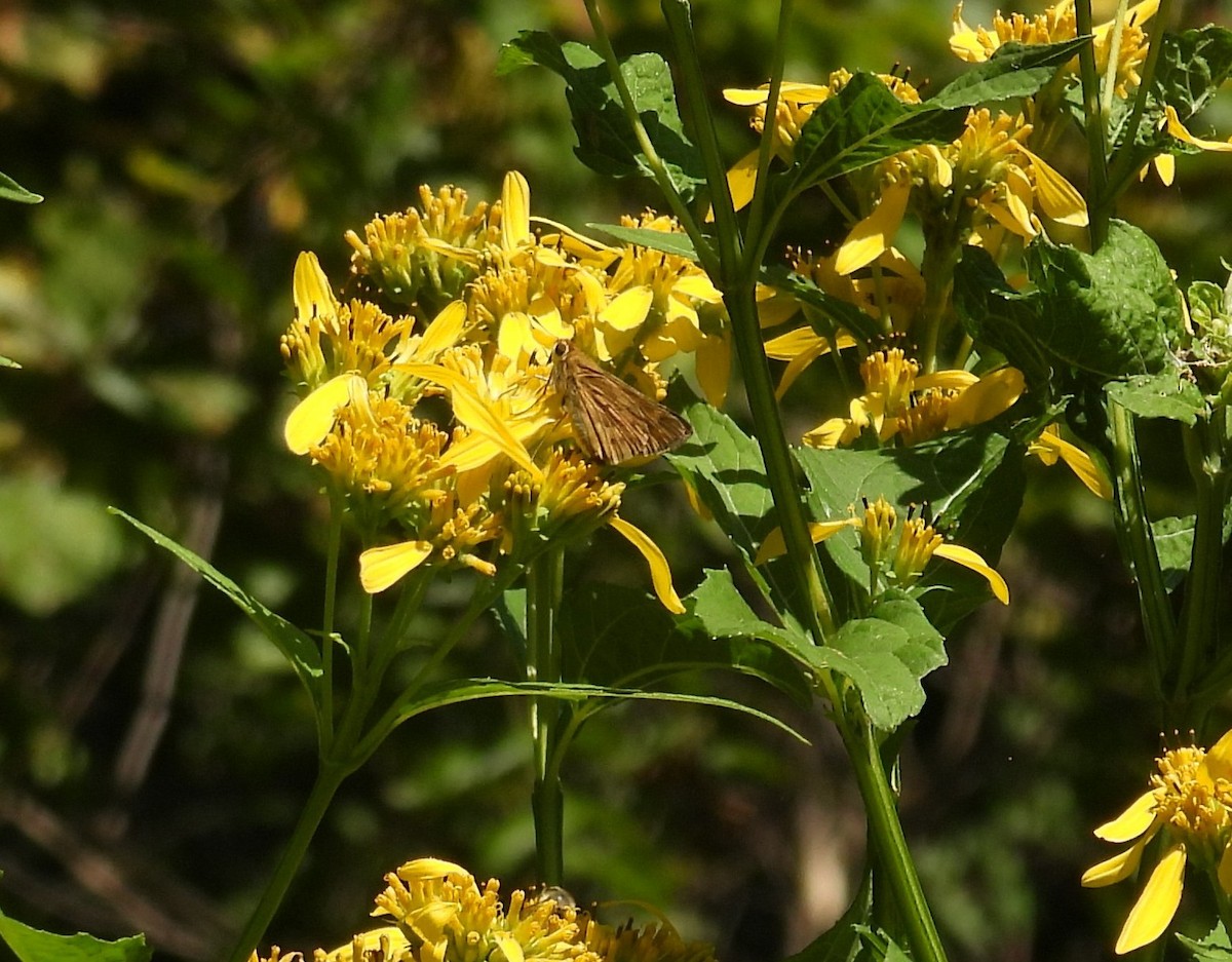 Insects - ML642119681