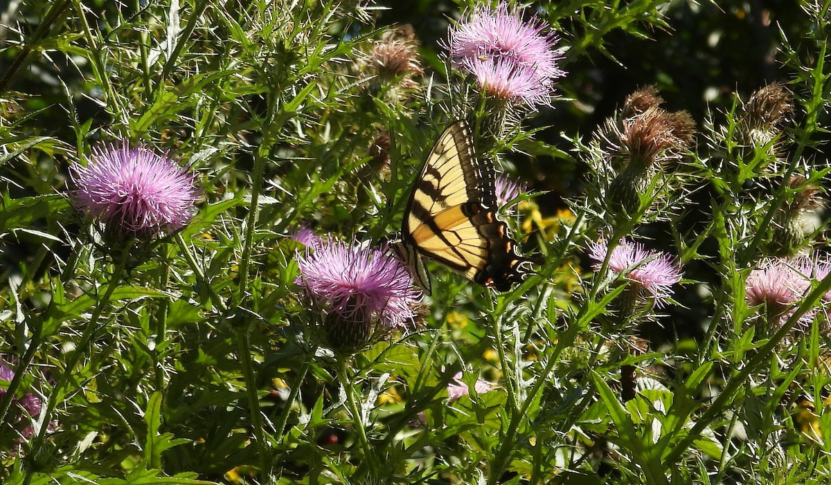 Appalachian Tiger Swallowtail - ML642119682