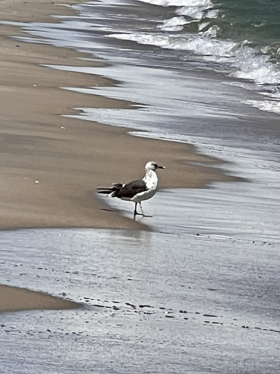 Lesser Black-backed Gull - ML642119684