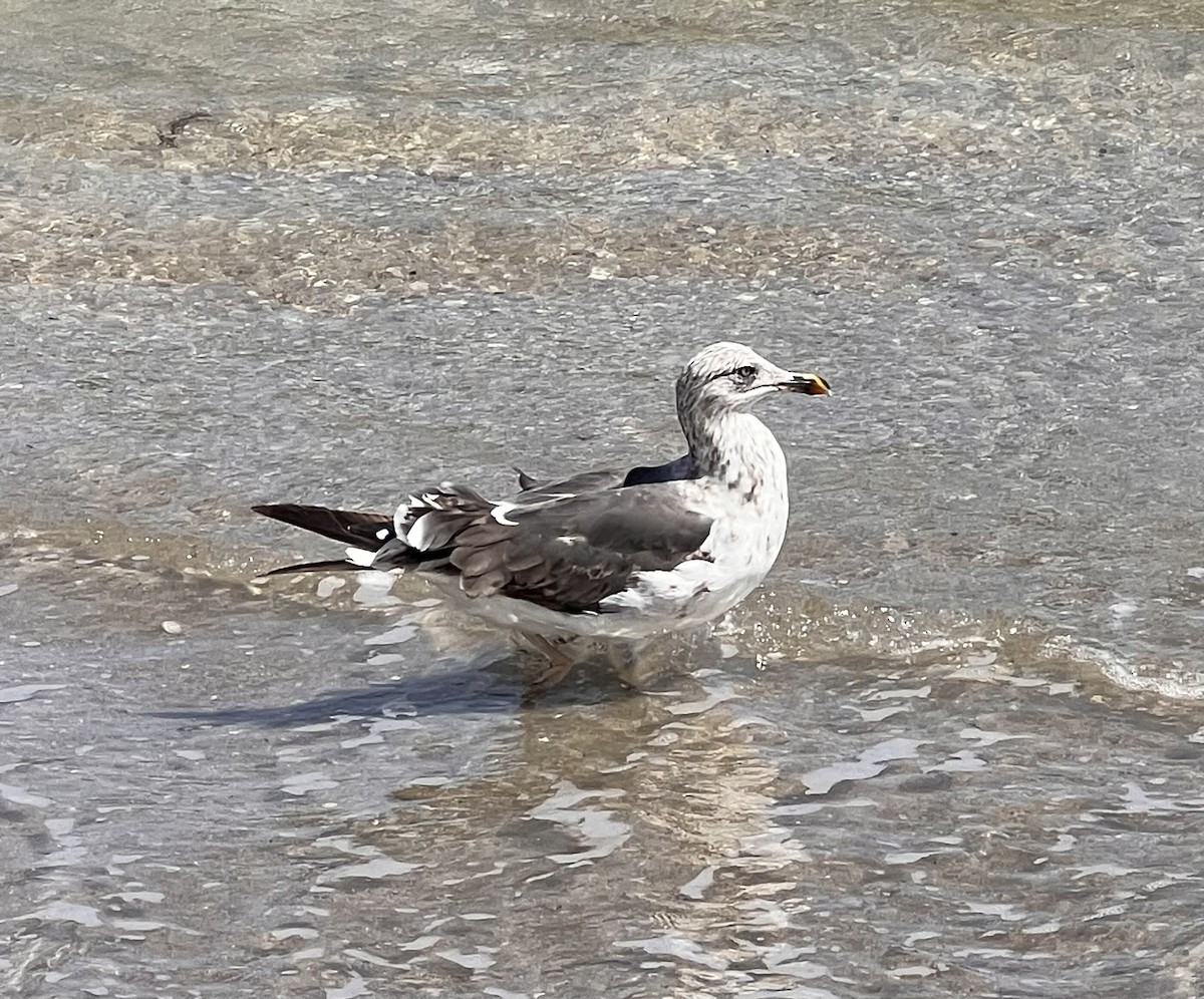 Lesser Black-backed Gull - ML642119685