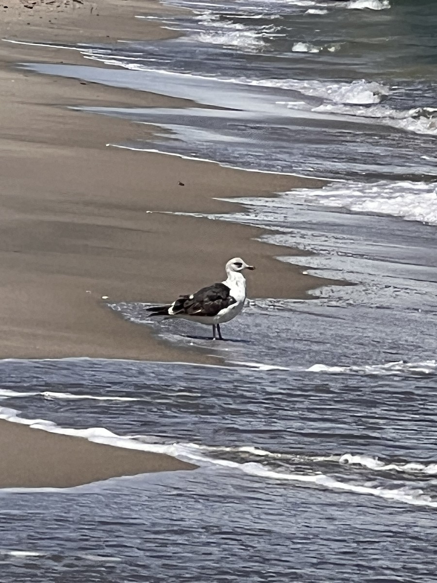 Lesser Black-backed Gull - ML642119686