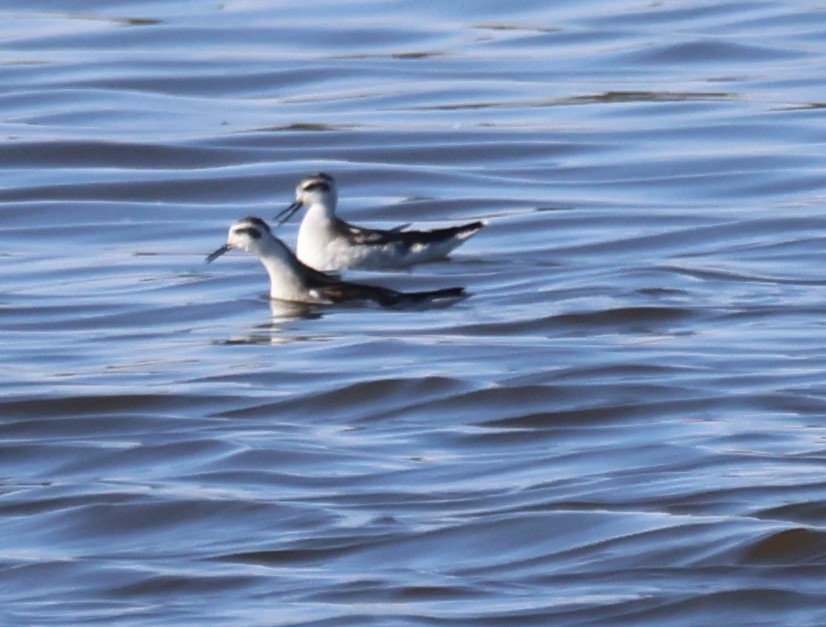 Red-necked Phalarope - ML642119687