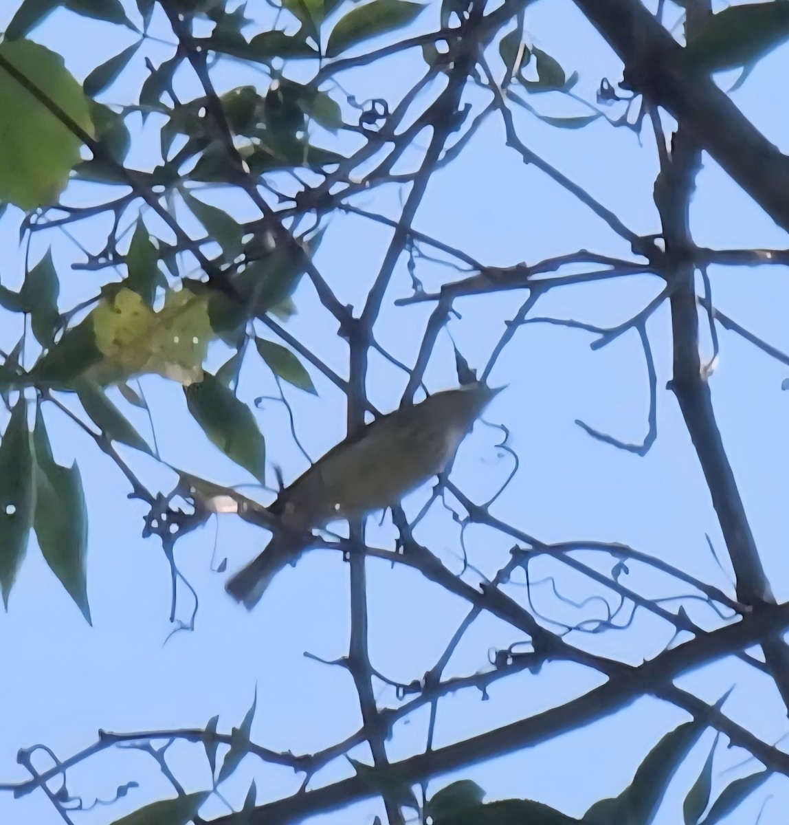 Cape May Warbler - ML642119688