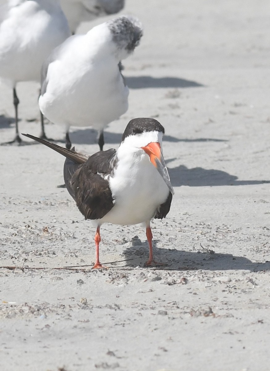 Black Skimmer - ML642119690