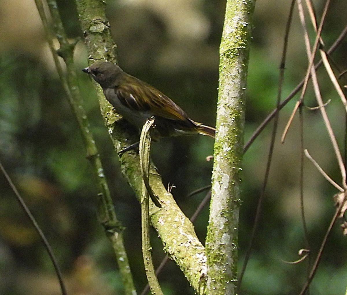 Dwarf Honeyguide - ML642119695