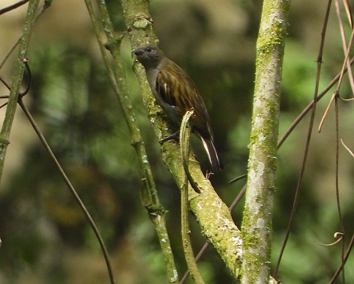 Dwarf Honeyguide - ML642119696