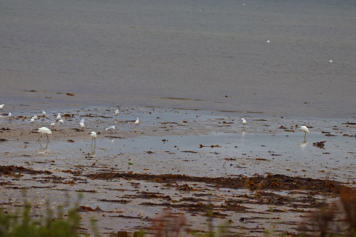 Little Egret - ML642119699