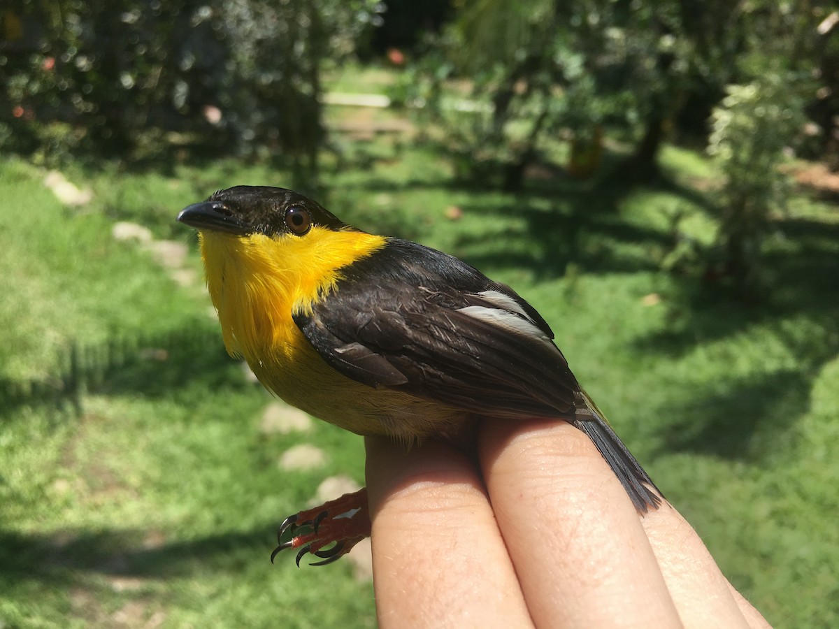 Golden-collared Manakin - ML642119701