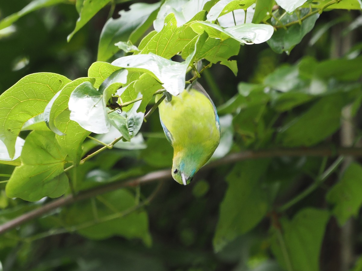 Blue-winged Leafbird - ML642119718