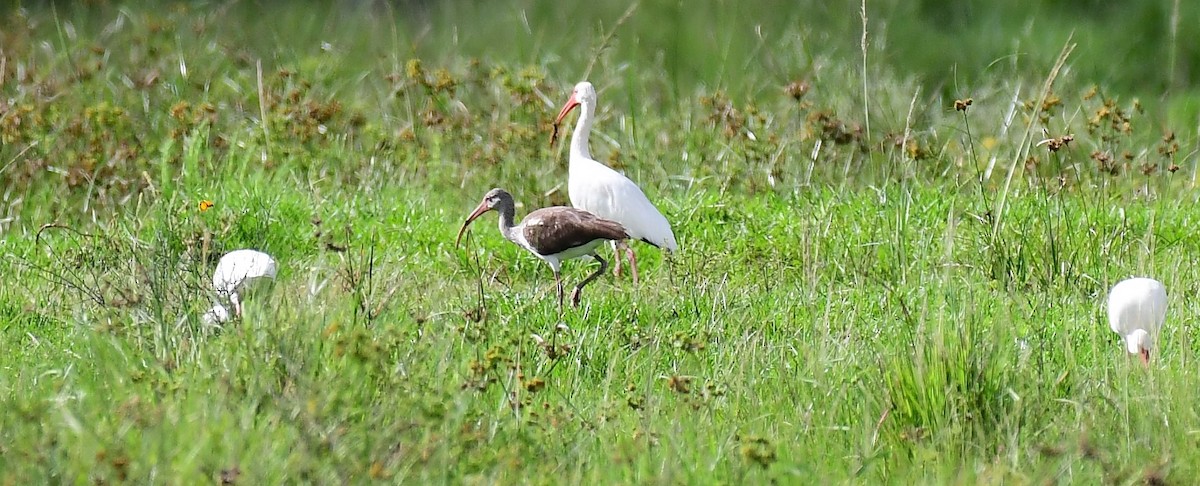 Ibis blanc - ML642119725