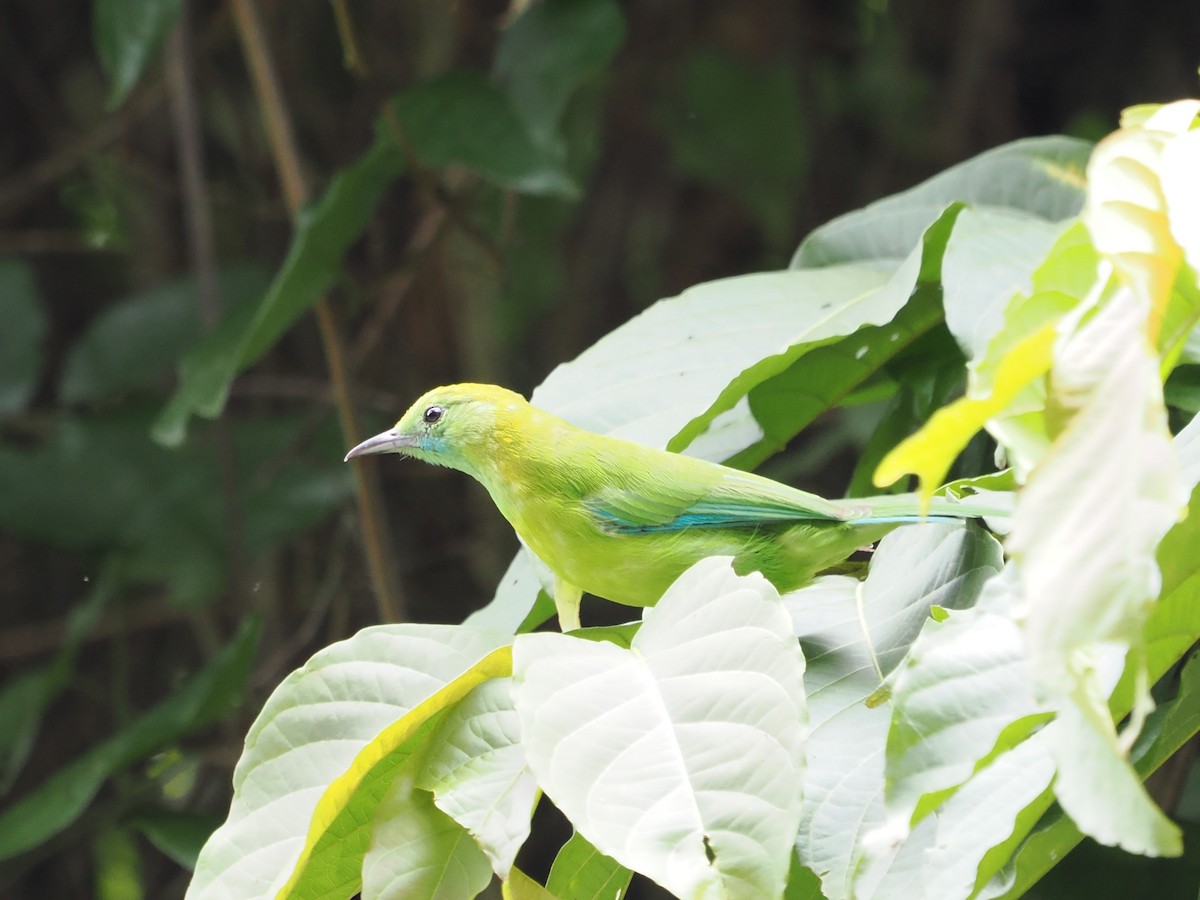 Verdin à ailes bleues - ML642119740