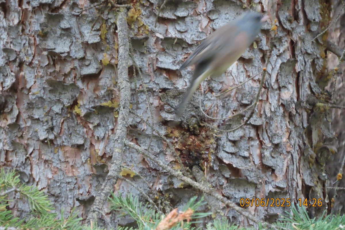Junco ardoisé - ML642119745