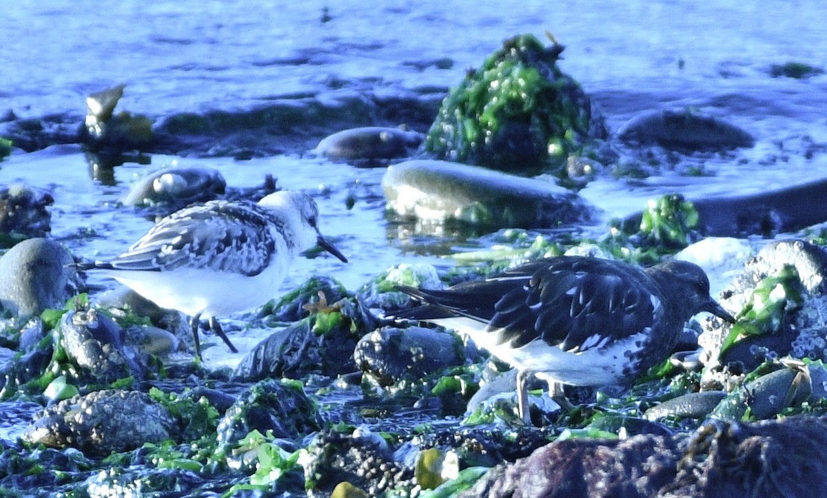 Bécasseau sanderling - ML642119749