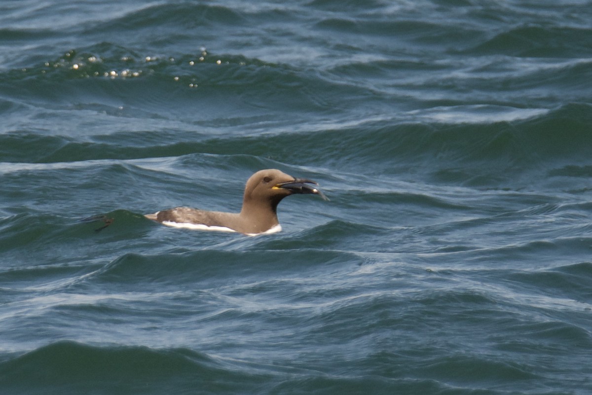 Common Murre - ML642119757