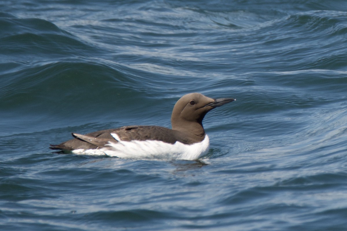 Common Murre - ML642119758