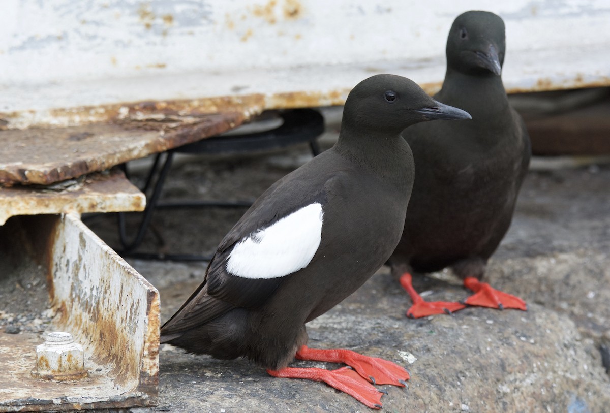 Black Guillemot - ML642119765