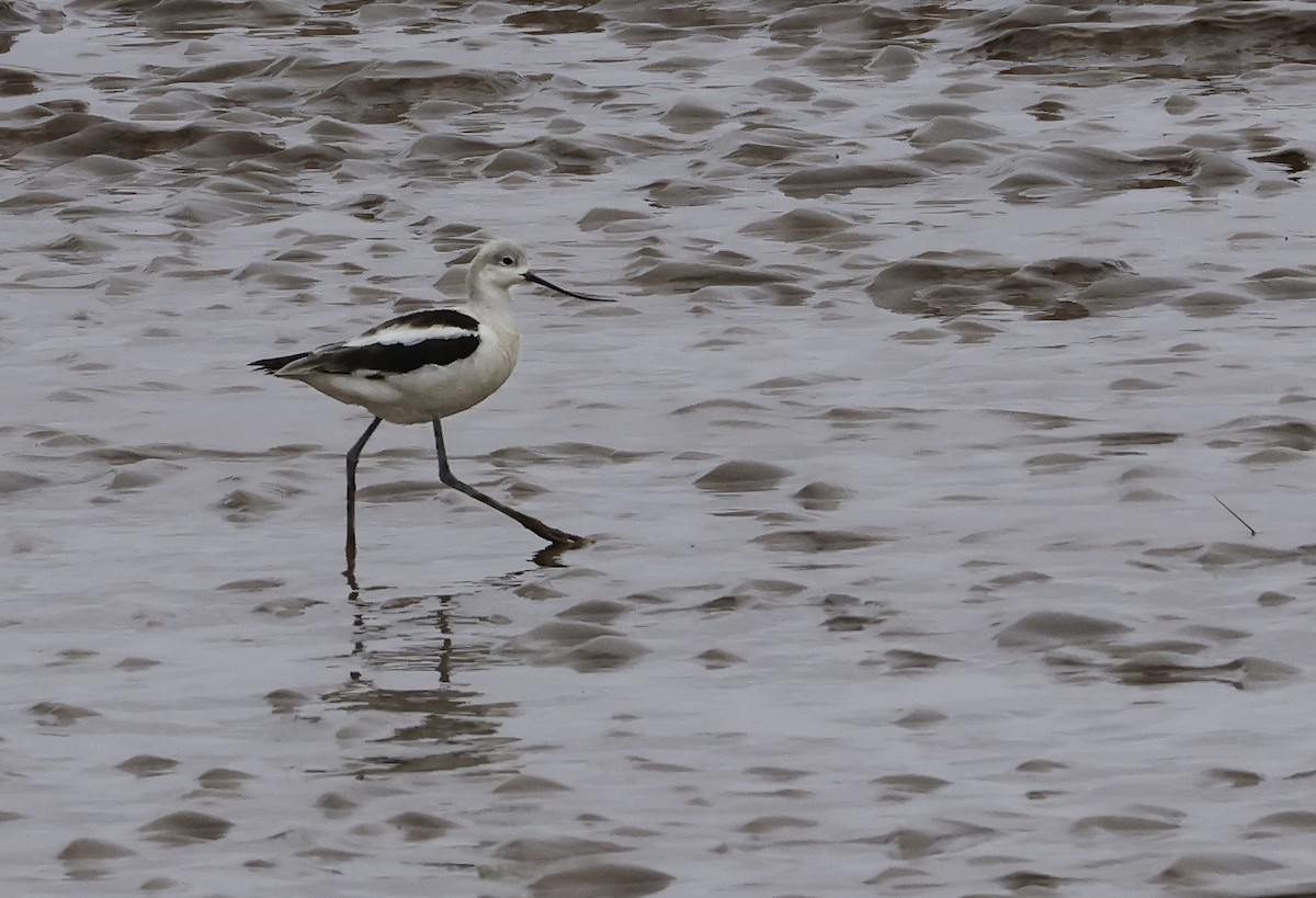 American Avocet - ML642119790
