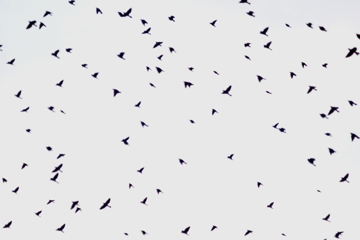 Red-winged Blackbird - ML642119814