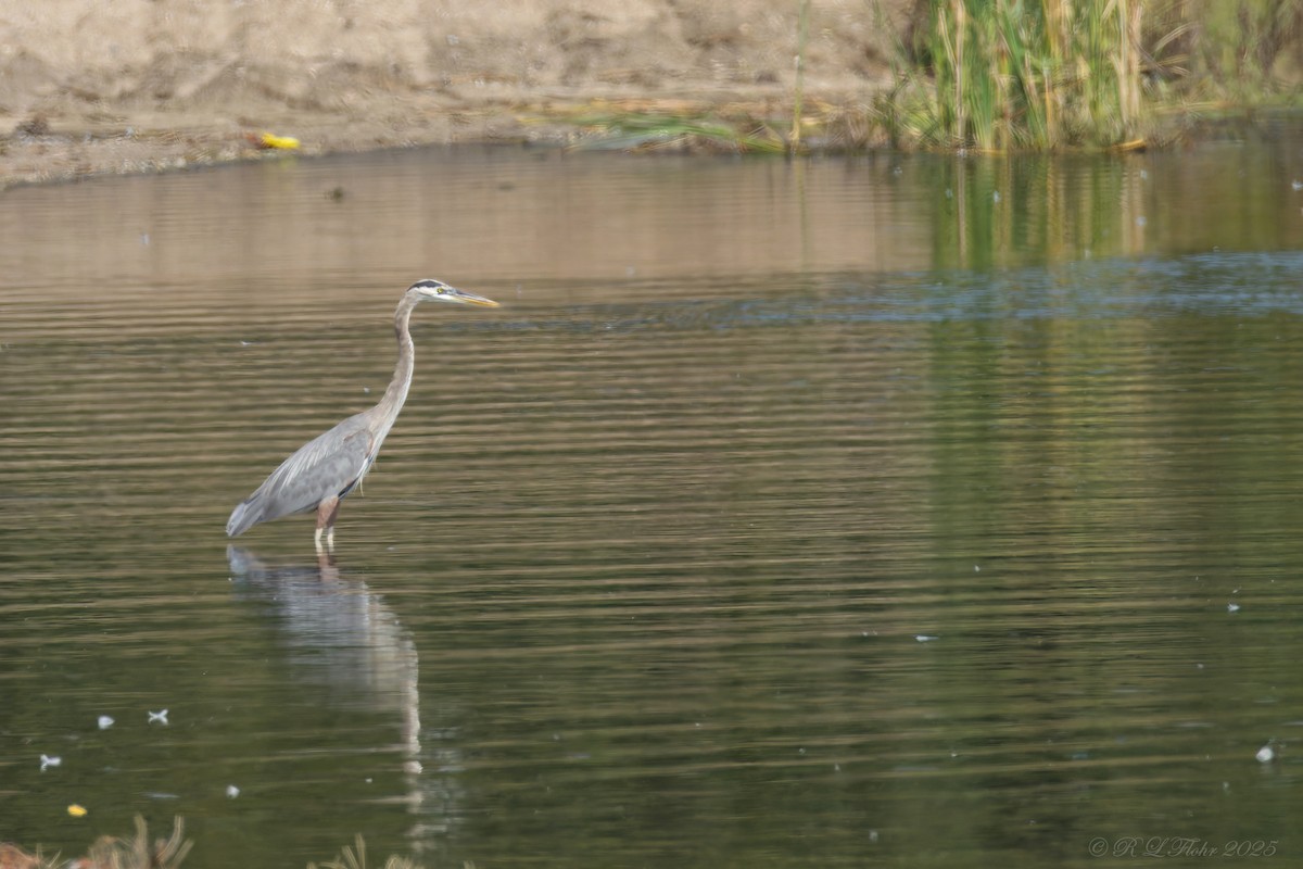 Great Blue Heron - ML642119817