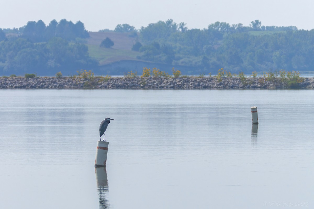 Great Blue Heron - ML642119818