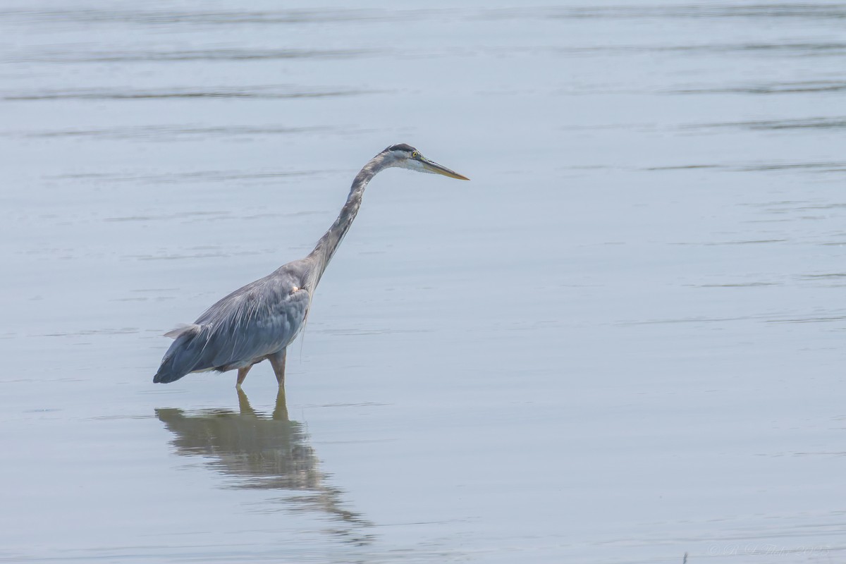 Great Blue Heron - ML642119819