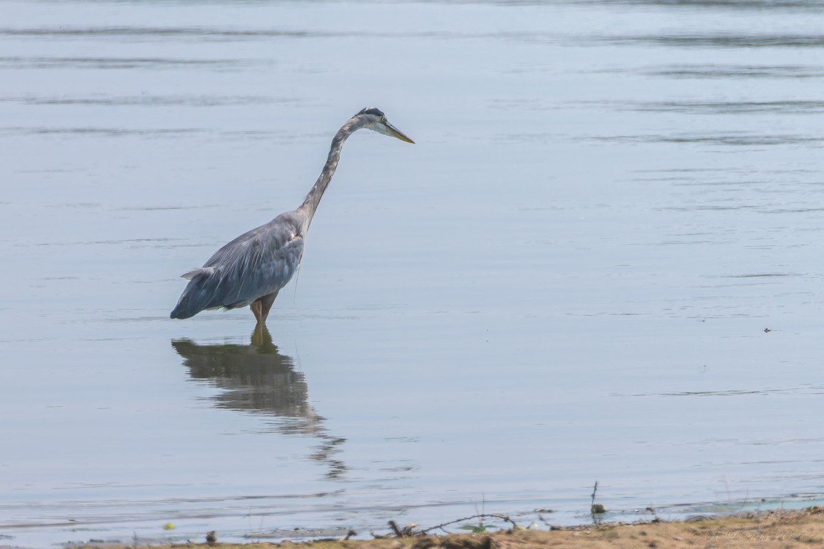 Great Blue Heron - ML642119820