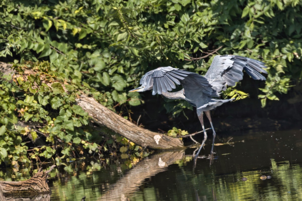 Great Blue Heron - ML642119821
