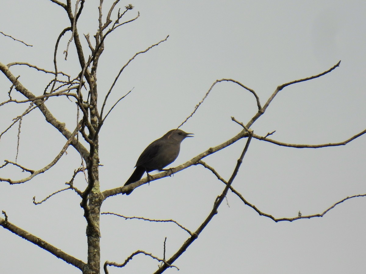 Gray Catbird - ML642119829