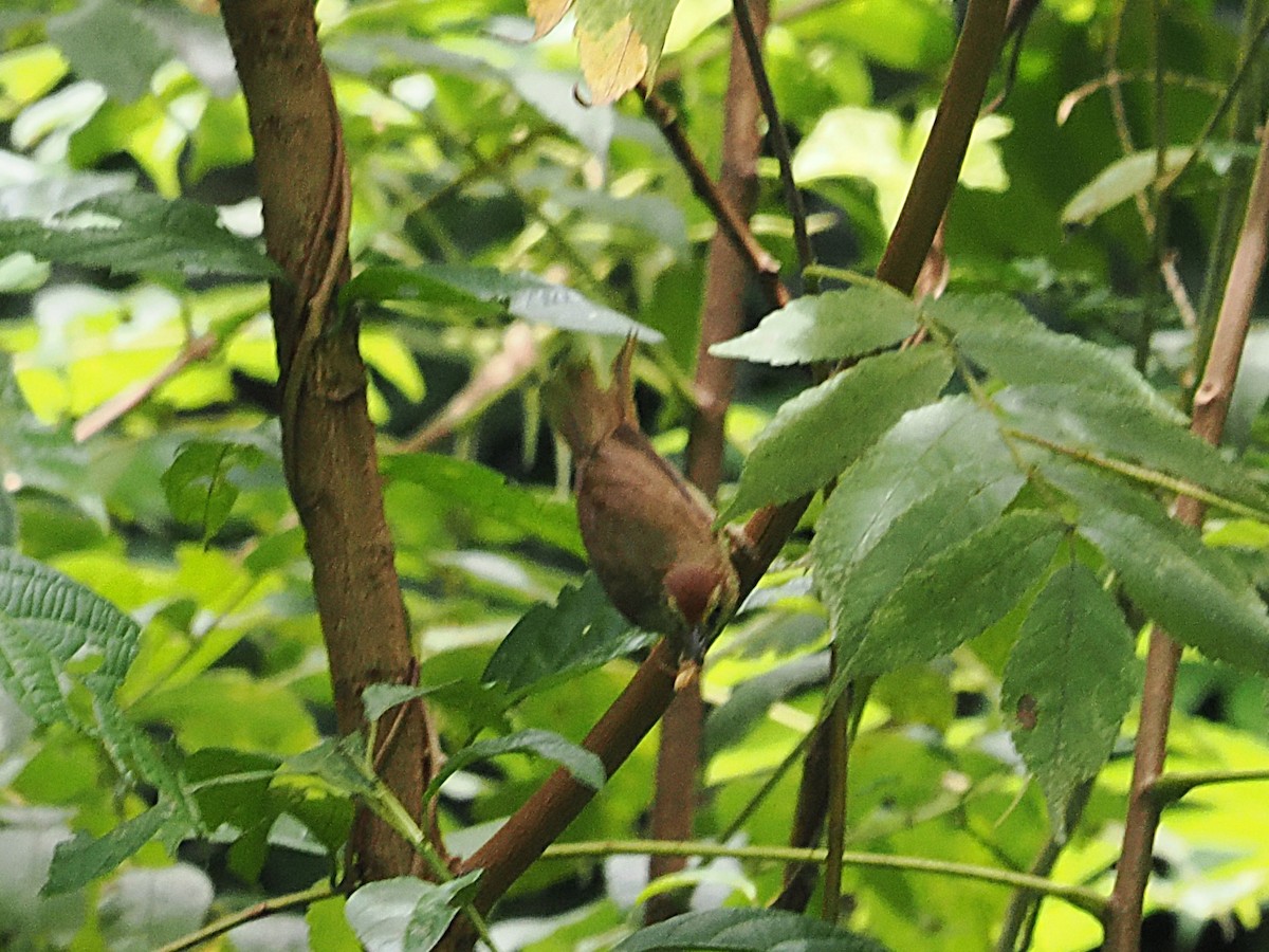 Pin-striped Tit-Babbler - ML642119832