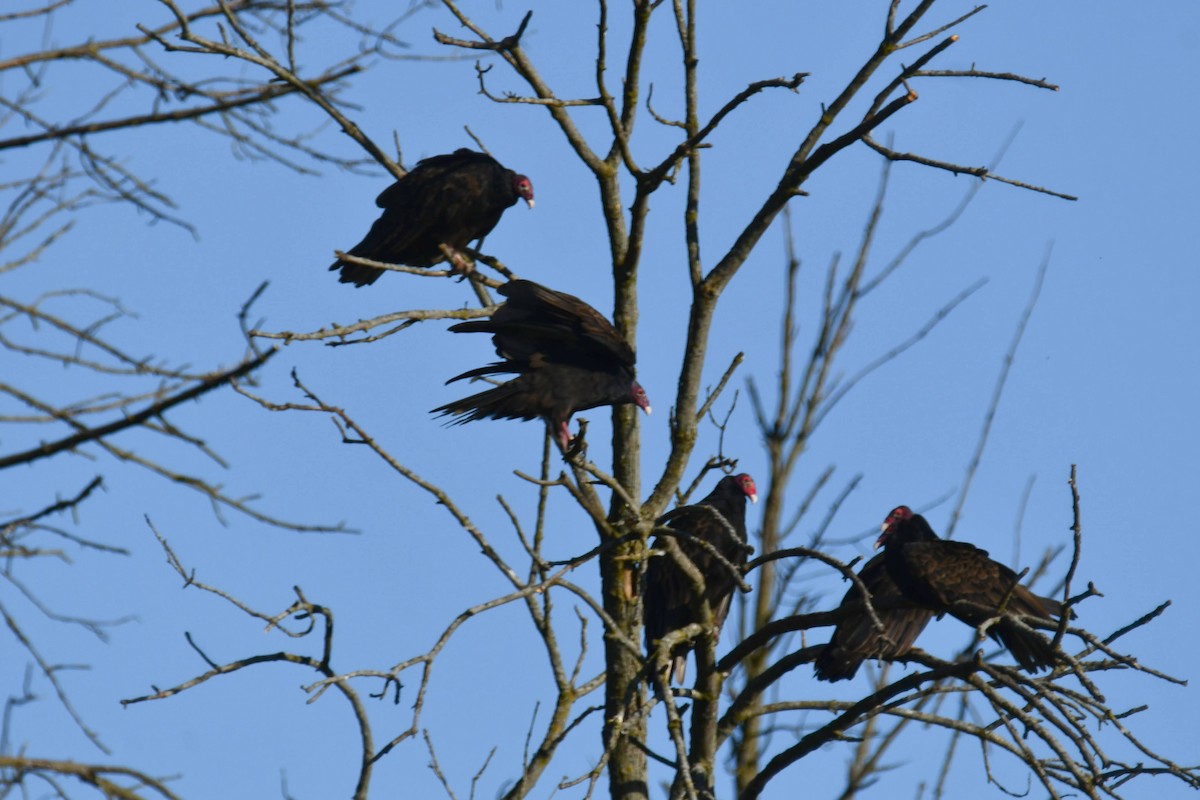 Turkey Vulture - ML642119846
