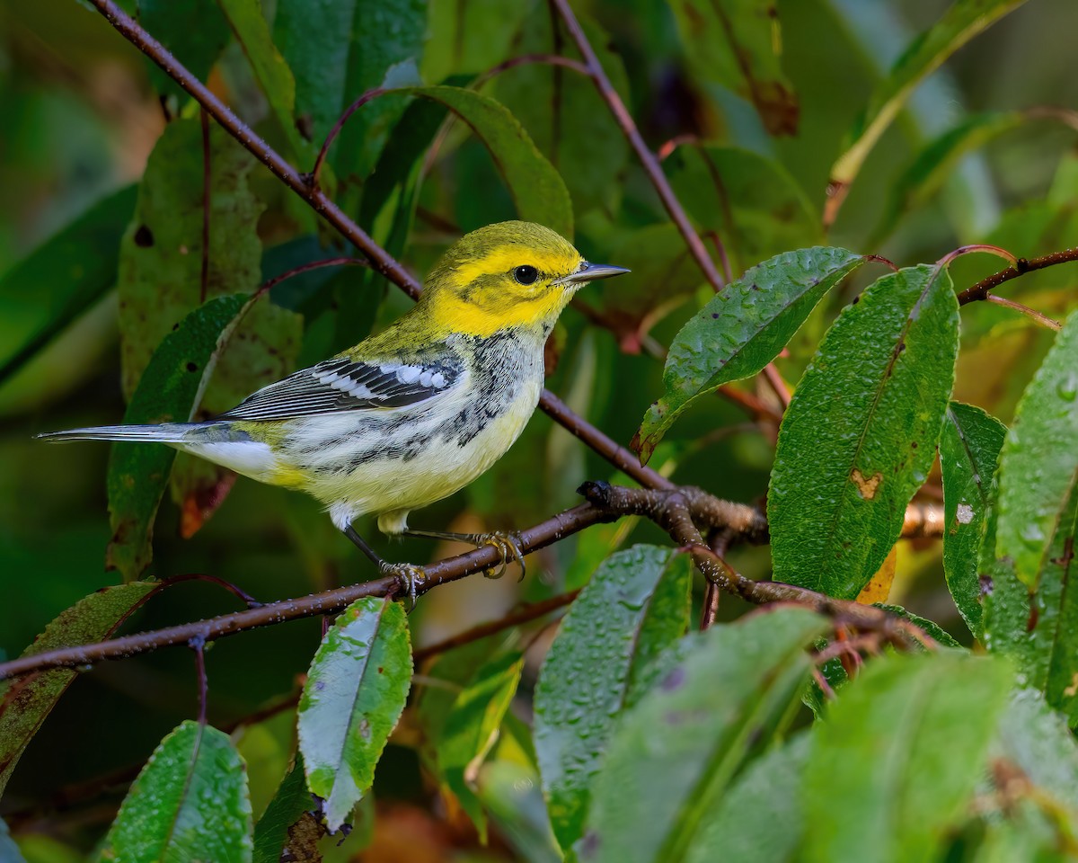 grønnparula - ML642119863